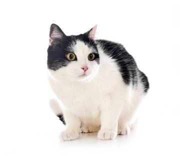 beyaz arkaplan önünde vahşi kedi