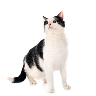 beyaz arkaplan önünde vahşi kedi