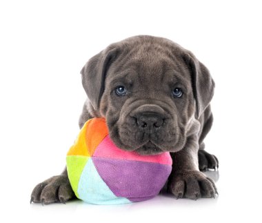 Beyaz arkaplan önünde köpek yavrusu Napolitan Mastiff