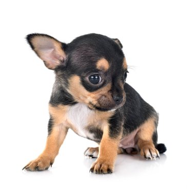 Beyaz arka planda küçük bir chihuahua