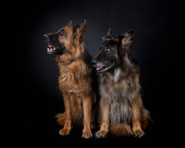 Alman çobanları siyah arkaplanın önünde