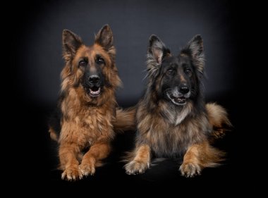 Alman çobanları siyah arkaplanın önünde