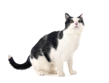 beyaz arkaplan önünde vahşi kedi