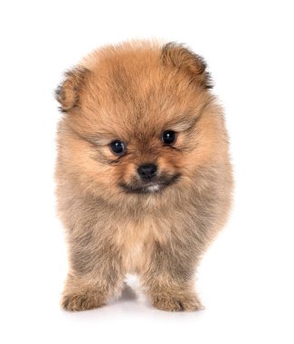 Beyaz arkaplan önünde genç pomeranian