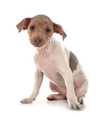 Beyaz arkaplan önünde Brezilya Teriyeri