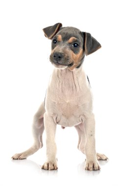 Beyaz arkaplan önünde Brezilya Teriyeri