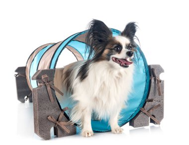 Beyaz arkaplan önünde papillon köpek