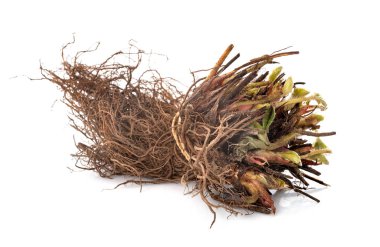 Beyaz arka planda çilek bitkisinin çıplak kökü