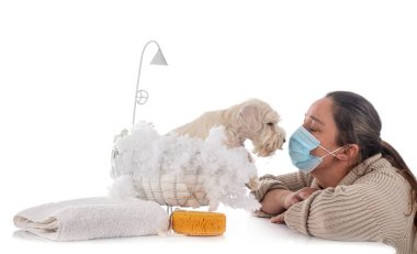 Minyatür schnauzer ve beyaz arka plandaki kadın