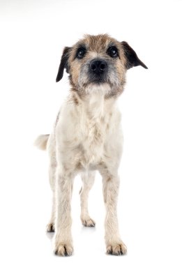 Beyaz arka planda yaşlı Jack Russel Teriyer