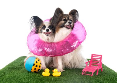 Beyaz arkaplan önünde papillon köpekler