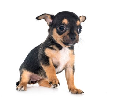 Beyaz arka planda küçük bir chihuahua