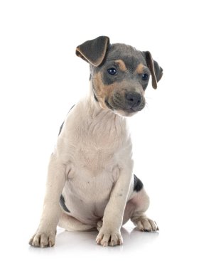 Beyaz arkaplan önünde Brezilya Teriyeri