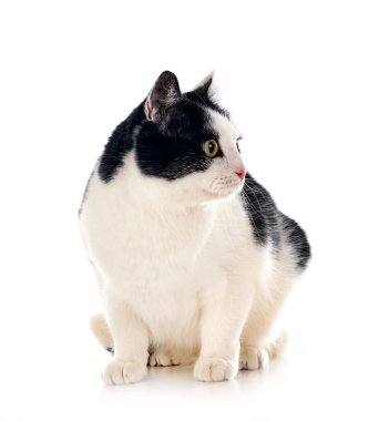 beyaz arkaplan önünde vahşi kedi