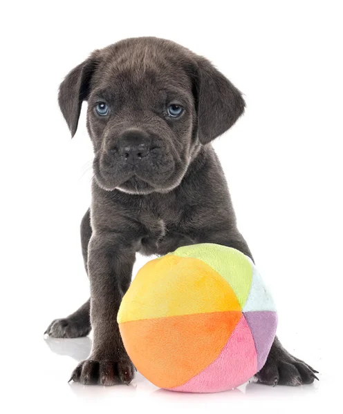 Beyaz arka planda köpek yavrusu İtalyan mastifi.