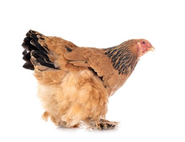 Beyaz arka planda Brahma tavuğu