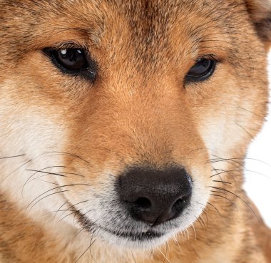 Beyaz arkaplan önünde shiba inu