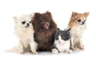 Beyaz arka planda küçük köpekler ve kediler