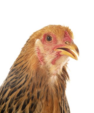 Beyaz arka planda Brahma tavuğu