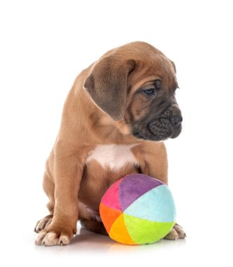 Beyaz arka planda köpek yavrusu İtalyan mastifi.