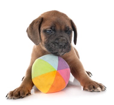 Beyaz arka planda köpek yavrusu İtalyan mastifi.