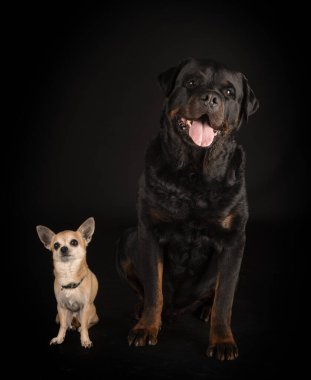 Siyah arkaplan önünde safkan rottweiler