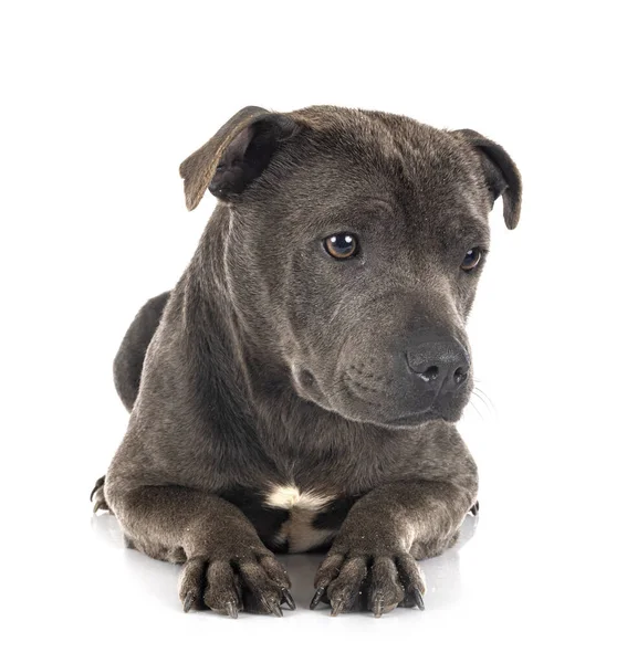Fotos De Blue Staffy De Stock Blue Staffy Imagenes Libres De Derechos Depositphotos