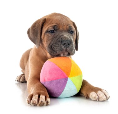 Beyaz arka planda köpek yavrusu İtalyan mastifi.