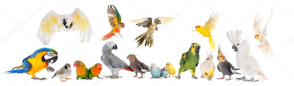 common pet parakeet, African Grey Parrot, lovebirds, Zebra finch and Cockatielin front of white background