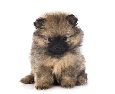 Beyaz arkaplan önünde genç pomeranian