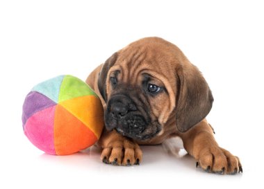 Beyaz arka planda köpek yavrusu İtalyan mastifi.