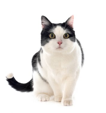 beyaz arkaplan önünde vahşi kedi