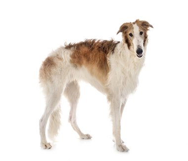 Genç borzoi beyaz arkaplanın önünde