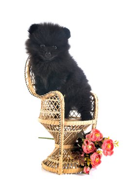 Beyaz arkaplan önünde genç pomeranian