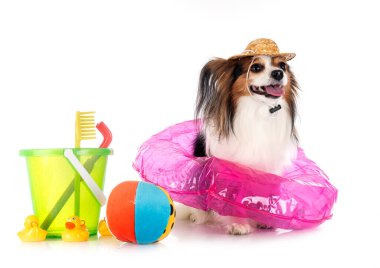 Beyaz arkaplan önünde papillon köpek