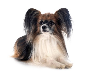 Beyaz arkaplan önünde papillon köpek