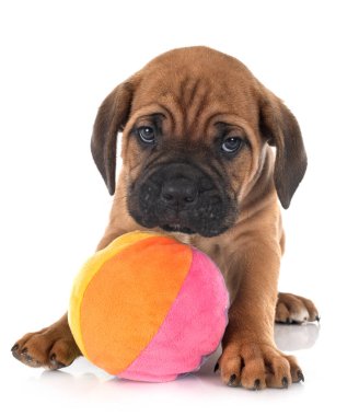 Beyaz arka planda köpek yavrusu İtalyan mastifi.