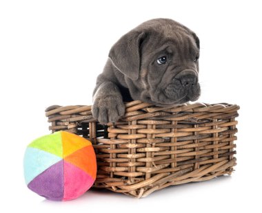 Beyaz arkaplan önünde köpek yavrusu Napolitan Mastiff