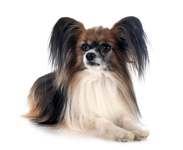 Beyaz Arkaplan Önünde Papillon Köpek — Stok fotoğraf