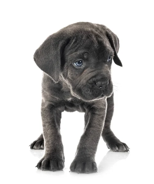 Beyaz Arka Planda Köpek Yavrusu Talyan Mastifi — Stok fotoğraf
