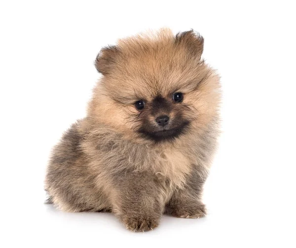 Mladý Pomeranian Před Bílým Pozadím — Stock fotografie