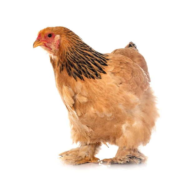 Kurczak Brahma Przed Białym Tle — Zdjęcie stockowe