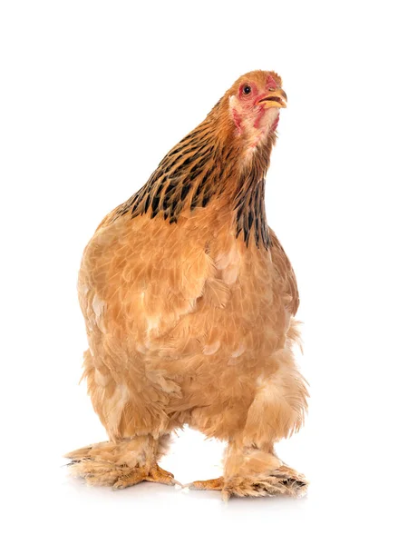Kurczak Brahma Przed Białym Tle — Zdjęcie stockowe