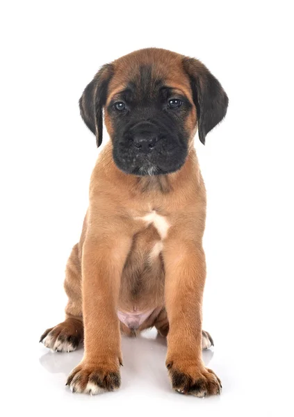 Cachorro Mastín Italiano Frente Fondo Blanco —  Fotos de Stock