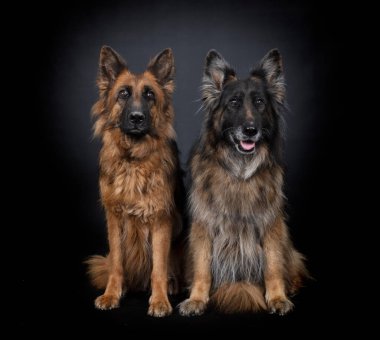 Alman çobanları siyah arkaplanın önünde