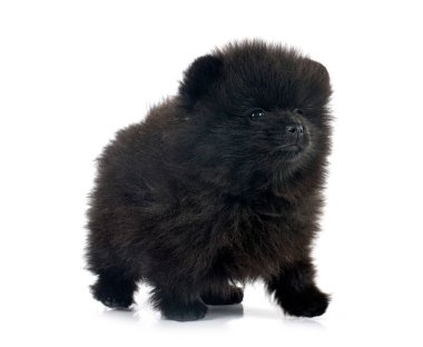 Beyaz arkaplan önünde genç pomeranian