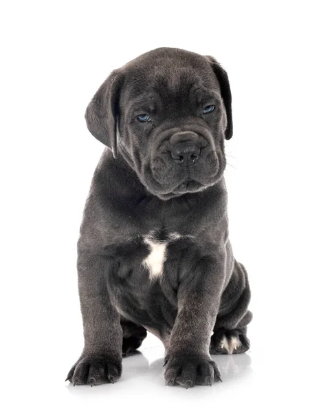 Pup Italiaanse Mastiff Voorkant Van Witte Achtergrond — Stockfoto