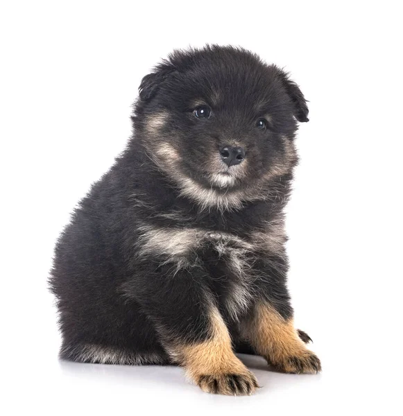 Puppy Finnish Lapphund Front White Background — Stock Photo, Image