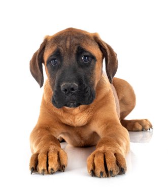 Beyaz arka planda köpek yavrusu İtalyan mastifi.