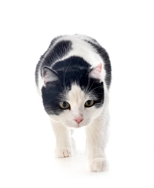 Котячий Кіт Перед Білим Тлом — стокове фото